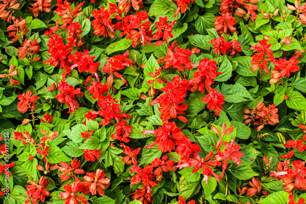 Colorful floral backdrops. Tropical and jungle themes for lifestyle in summer and every season.