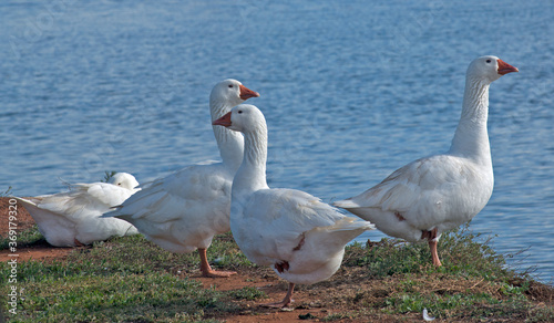 Geese on river bank ....Victoria Australia