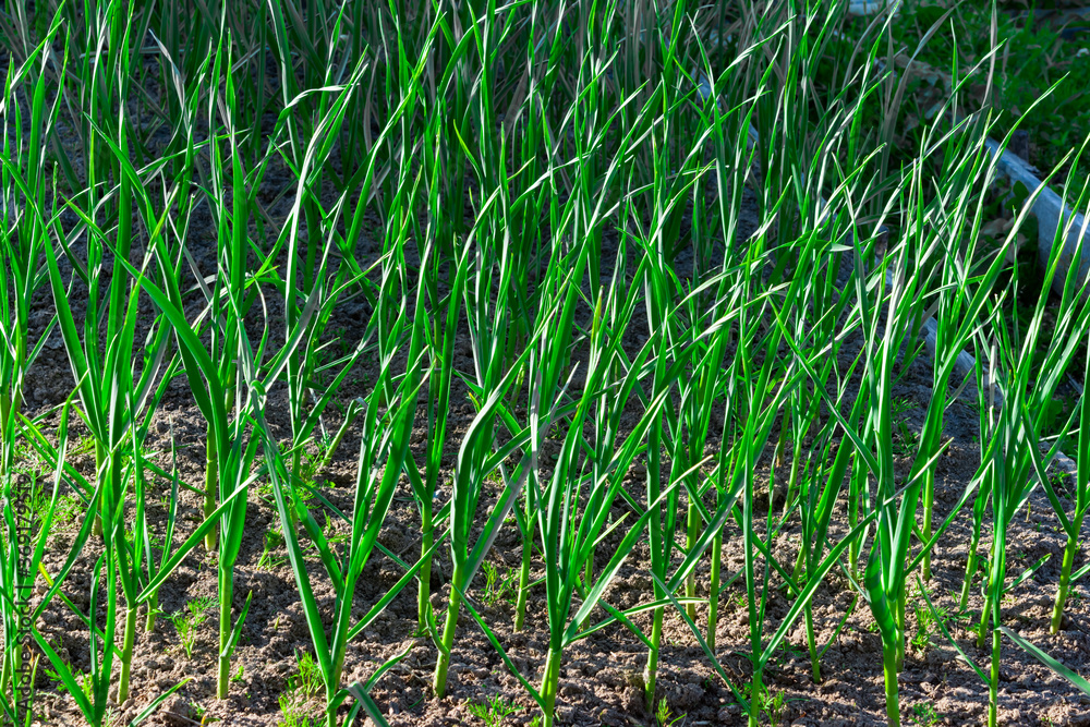 Green garlic stalks grow on an earthen bed in summer Green garlic stalks grow on an earthen bed in summer