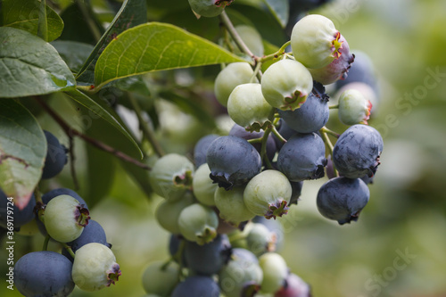 Fototapeta Naklejka Na Ścianę i Meble -  Blueberry bushes with ripening berries. Background.