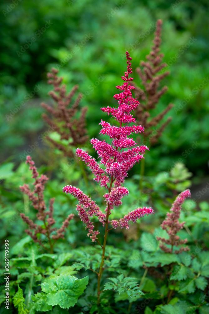 Blooming astilbe flowers in the garden. Selective focus. Blooming astilbe flowers in the garden. Selective focus.
