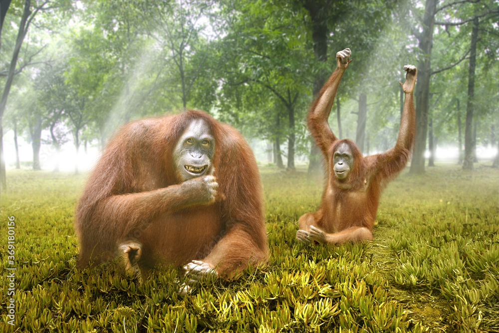 Naklejka premium Orangutan in the forest with sunny weather