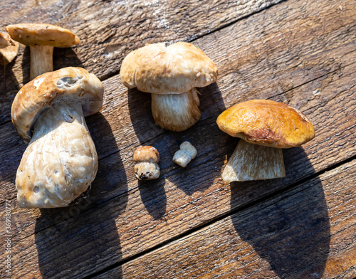 Wild forest porcini mushrooms on an old wooden table