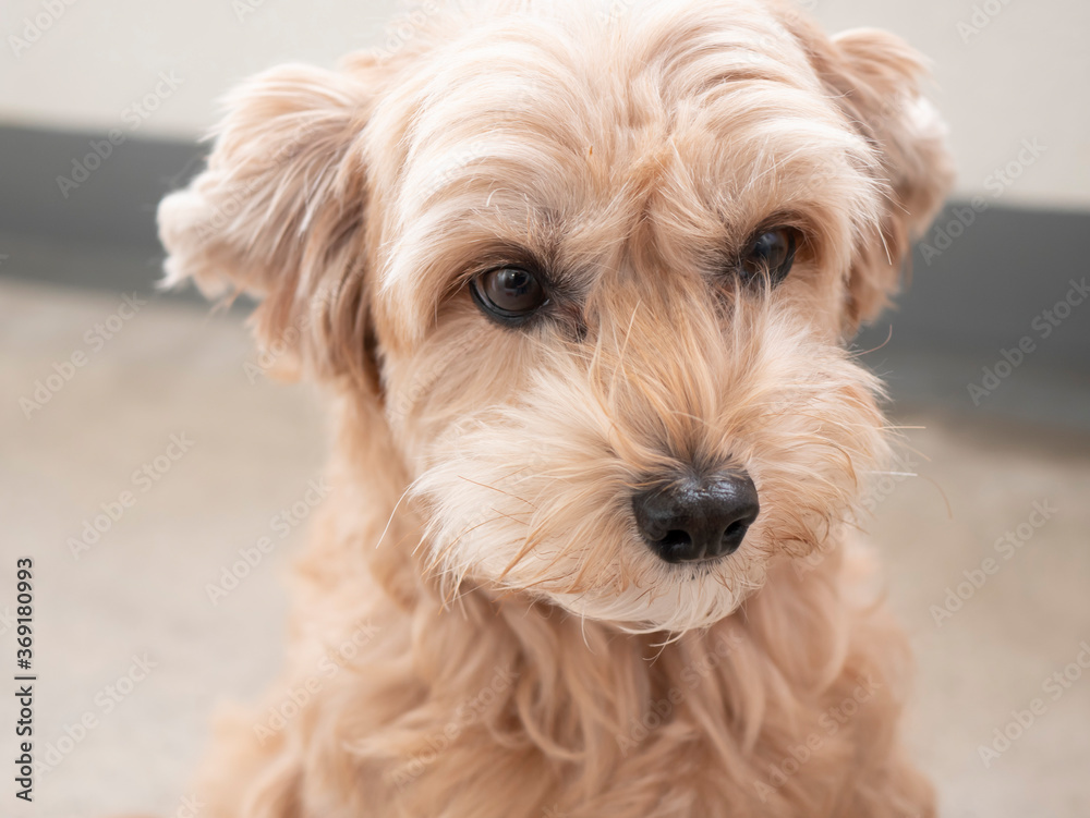 じっと座って見つめるかわいいアプリコットの小型犬【トイプードル・マルプー】 じっと座って見つめるかわいいアプリコットの小型犬【トイプードル・マルプー】