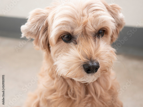 じっと座って見つめるかわいいアプリコットの小型犬【トイプードル・マルプー】