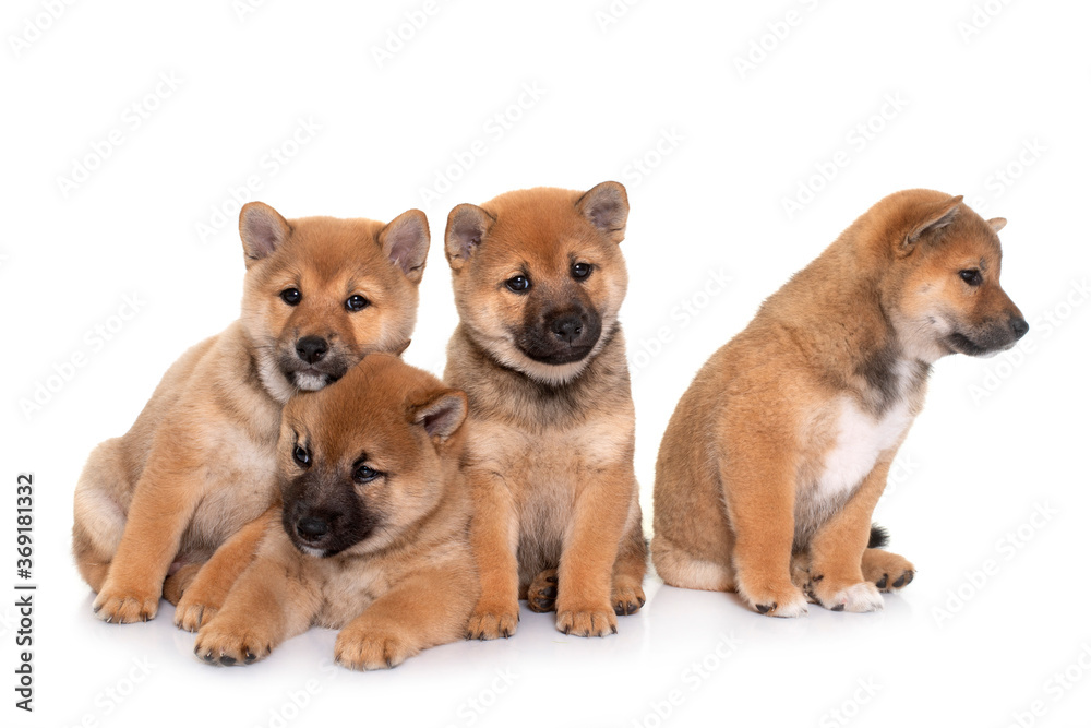 Obraz premium puppies shiba inu