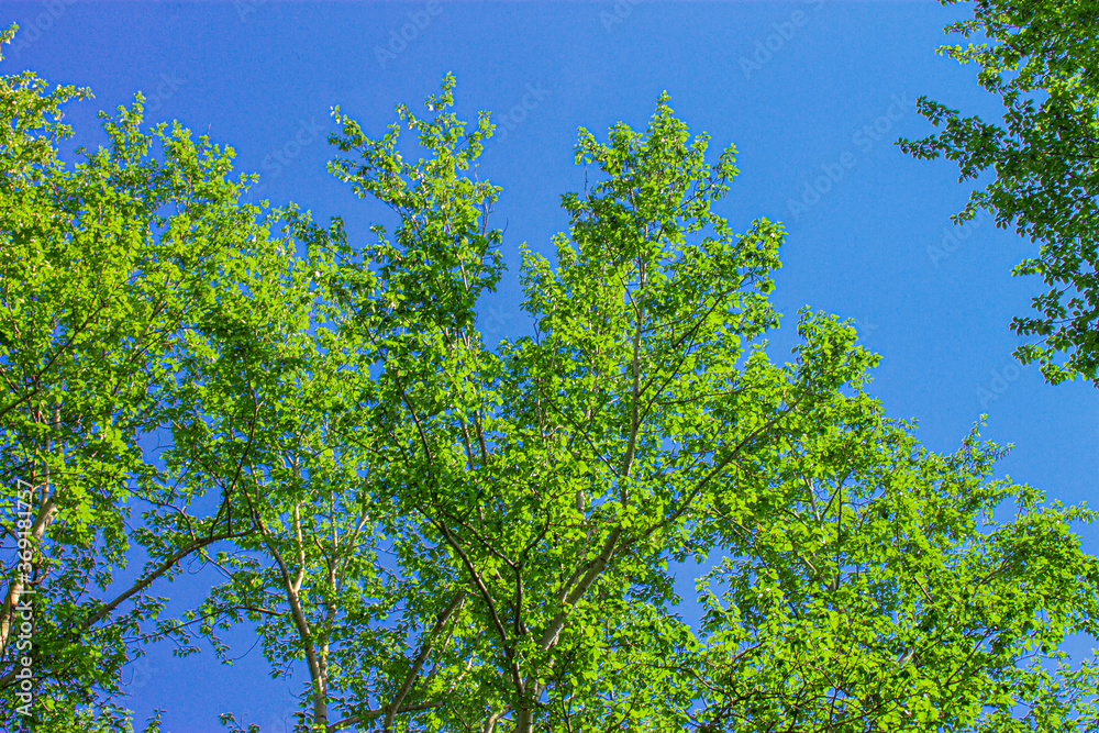 Fototapeta premium green leaves against the blue sky