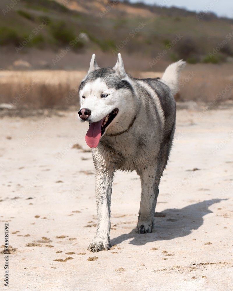 A Siberian Husky male with blue eyes is walking in the desert. The dog has dirty wet grey and white colored fur. The surface is brown sand and clay. Some dried plants and greenery at background. A Siberian Husky male with blue eyes is walking in the desert. The dog has dirty wet grey and white colored fur. The surface is brown sand and clay. Some dried plants and greenery at background.