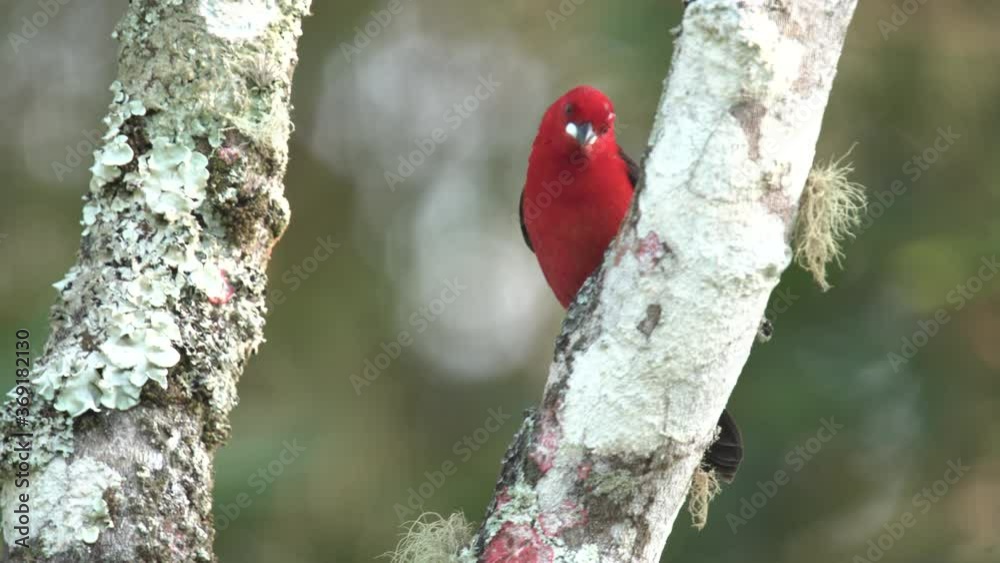 Beatiful Tie Sangue, Brazilian Tanager, Ramphocelus bresilius, sitting on a branch in Rio de Janeiro