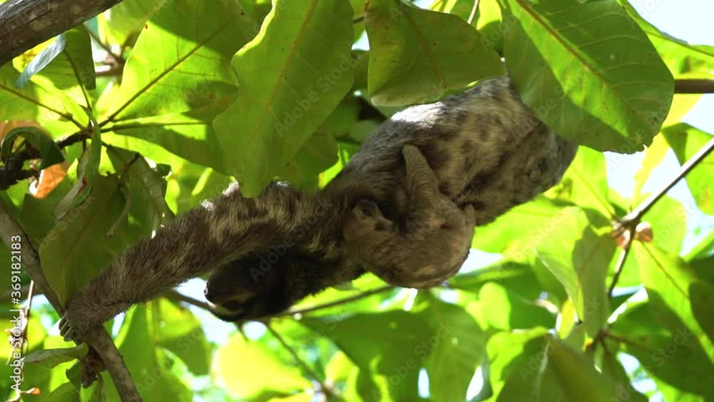Sloth with juvenile hanging upside down high in tropical tree with green leafs Sloth with juvenile hanging upside down high in tropical tree with green leafs