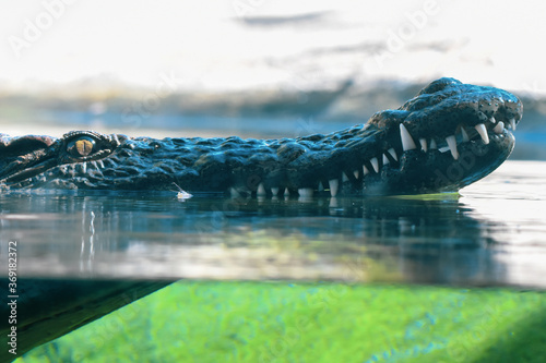 Nile crocodile (Crocodylus niloticus) is a large crocodilian native to freshwater habitats in Africa