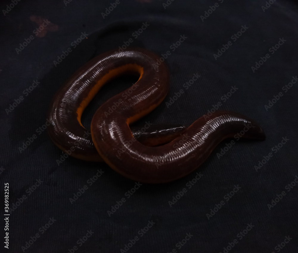 Obraz premium yellow striped caecilian (Ichthyophis beddomei) on a black background