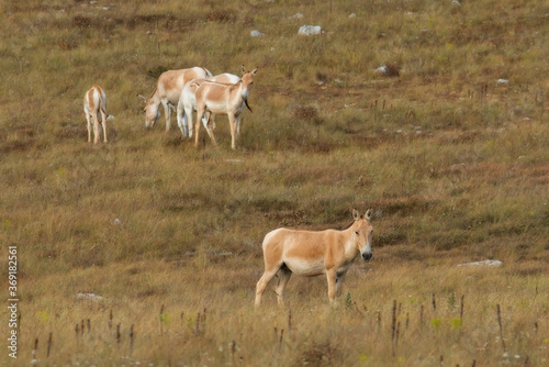 Kulan (Equus hemionus) in its natural habitat. Tarkhankutsky nature reserve, Crimea. The Kulan, jigetai (Latin: Equus hemionus) or wild ass, is a species of Equidae (horse family) native to Asia.