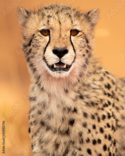 Cheetah staring right at the camera