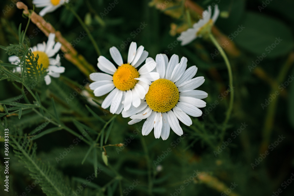 Chamomile flowers among grass in a summer field Chamomile flowers among grass in a summer field