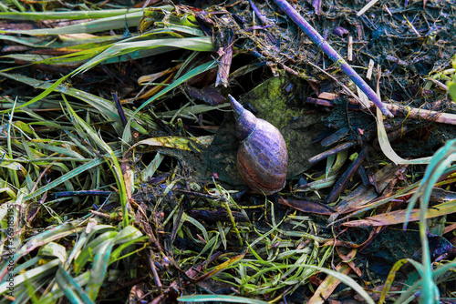 Pond snail on the river coast