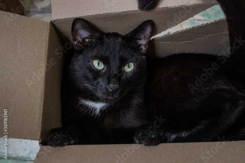 Gato negro en caja