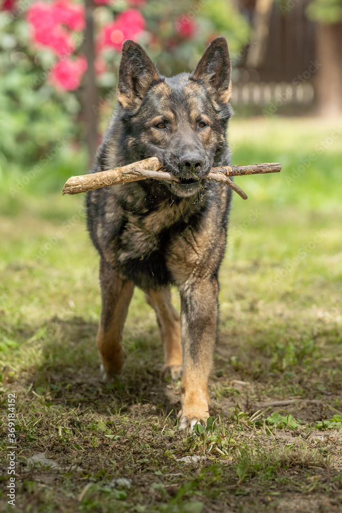 German Shepherd is a German dog breed, one of the most widely used in the world and also the most widely used service breed German Shepherd is a German dog breed, one of the most widely used in the world and also the most widely used service breed