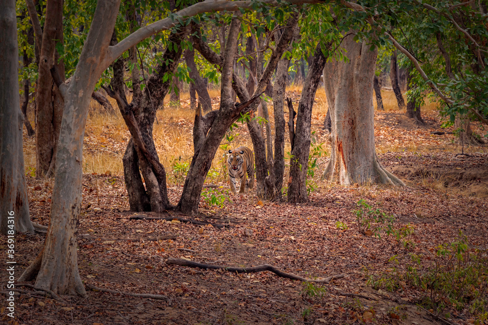 Bengal Tiger Walking in The Forest with Tree and Foliage Around Bengal Tiger Walking in The Forest with Tree and Foliage Around