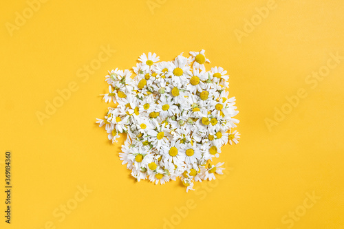 Bouquet with white medicinal chamomile flowers on a yellow background. Traditional medicine, preparation of herbal tea.
