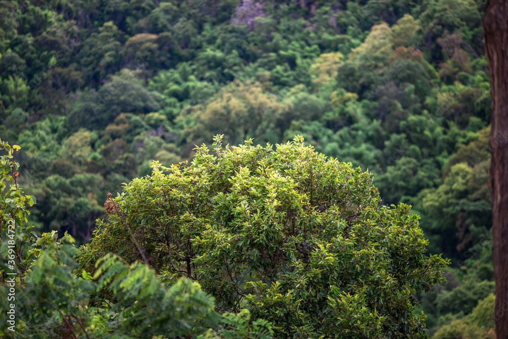 A blurred natural background of the wind blowing through the trees on the high mountains, and the leaves changing color according to the season A blurred natural background of the wind blowing through the trees on the high mountains, and the leaves changing color according to the season