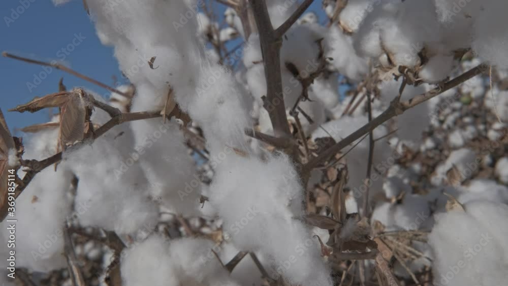close up of ripe cotton plants on branches, swaying in the wind. Handheld shot close up of ripe cotton plants on branches, swaying in the wind. Handheld shot