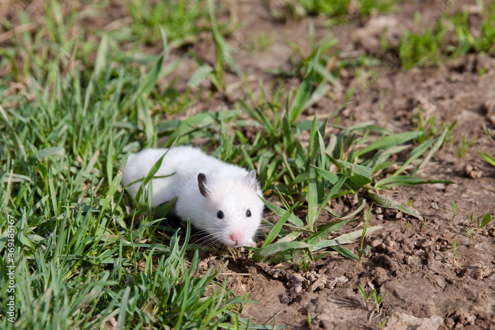Hamster in the grass. Tamed hamster on a walk. Hamster in the grass. Tamed hamster on a walk.