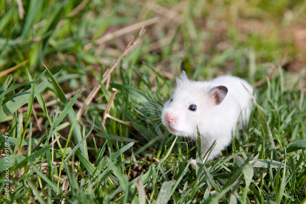 Hamster in the grass. Tamed hamster on a walk. Hamster in the grass. Tamed hamster on a walk.