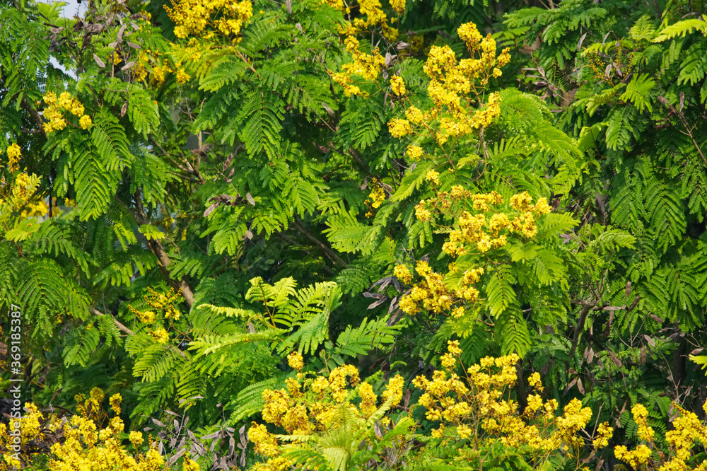 Fototapeta premium Peltophorum pterocarpum yellow flower