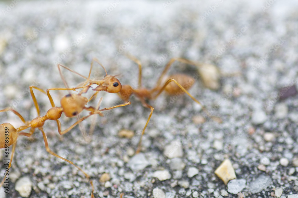 red ants fighting on the ground red ants fighting on the ground