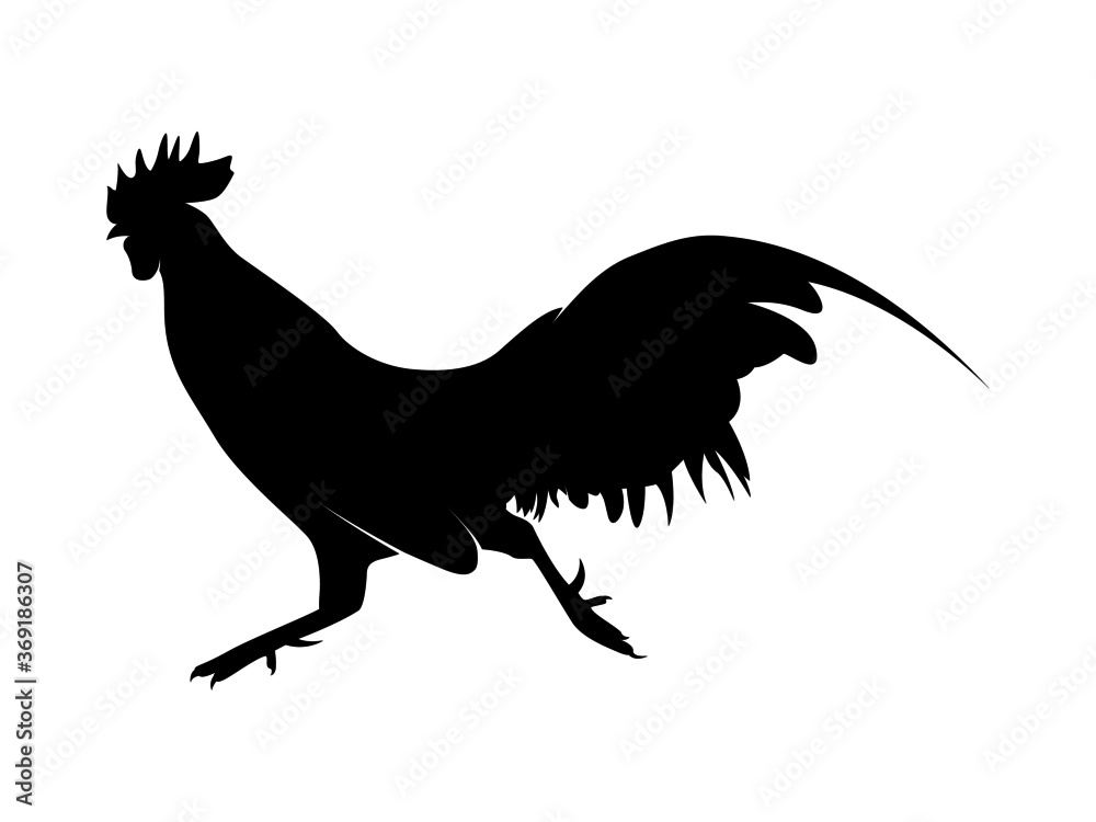 Vector Illustration. Black Silhouette of a rooster design. isolated male chicken on a white background Vector Illustration. Black Silhouette of a rooster design. isolated male chicken on a white background