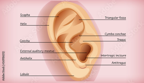 Anatomy of external ear