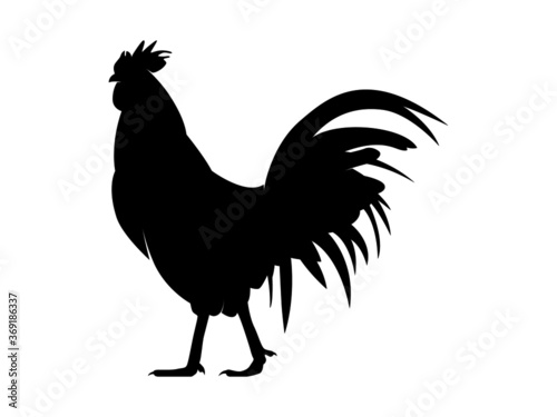 Vector Illustration. Black Silhouette of a rooster design. isolated male chicken on a white background