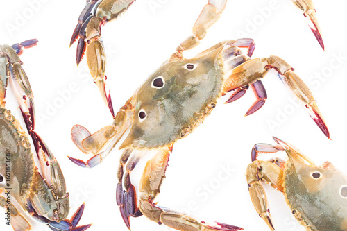 a live red star swimming crab on a white background