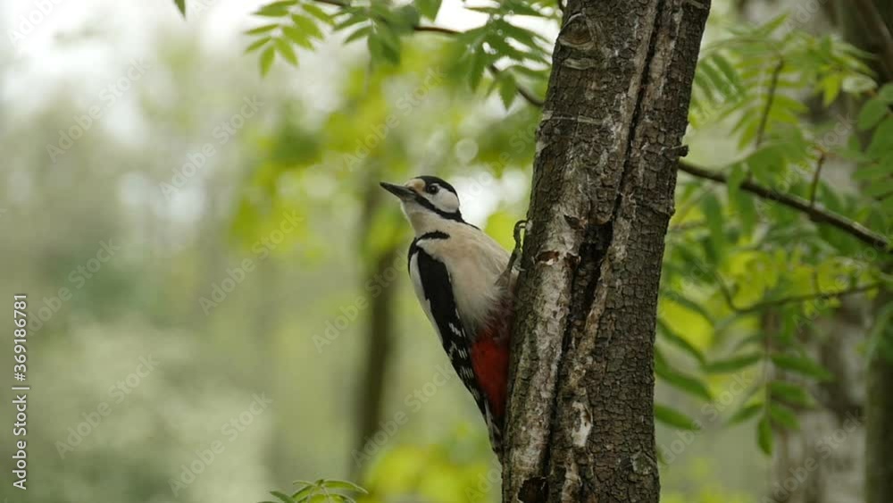 Great red woodpecker on a tree close-up Great red woodpecker on a tree close-up
