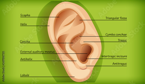 Anatomy of external ear