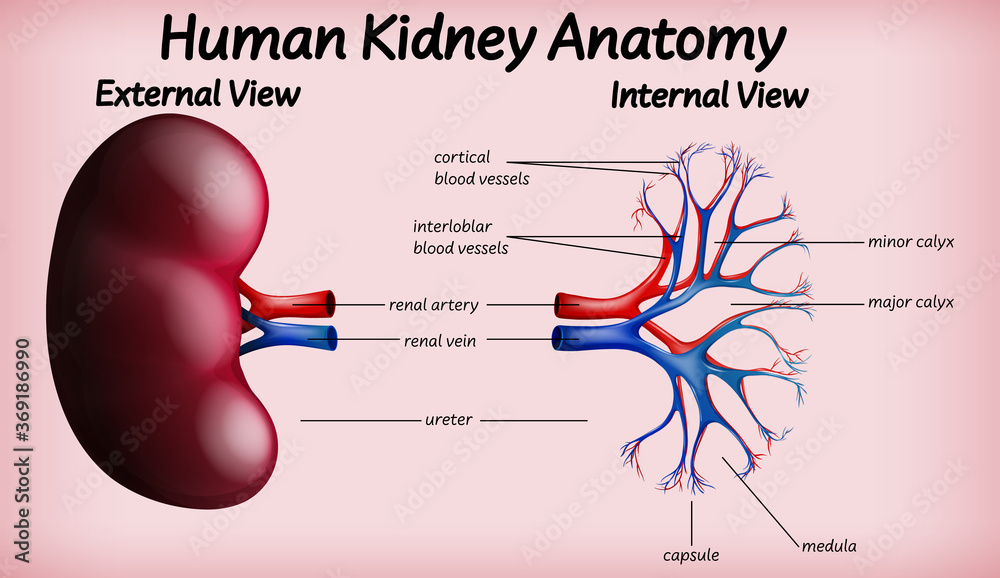 Medical human kidney anatomy Medical human kidney anatomy