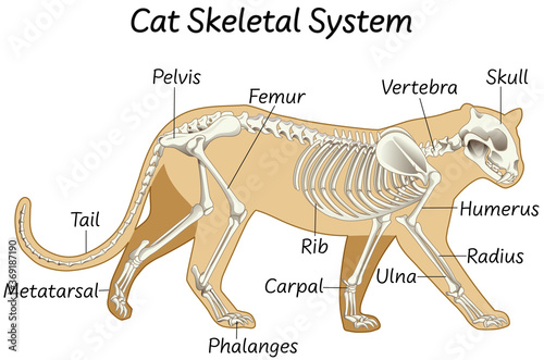 Science cat skeletal system