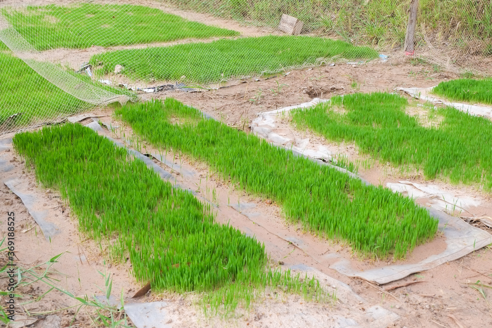 Green seedlings with young leaves of rice plants in the agricultural field close-up. Green seedlings with young leaves of rice plants in the agricultural field close-up.