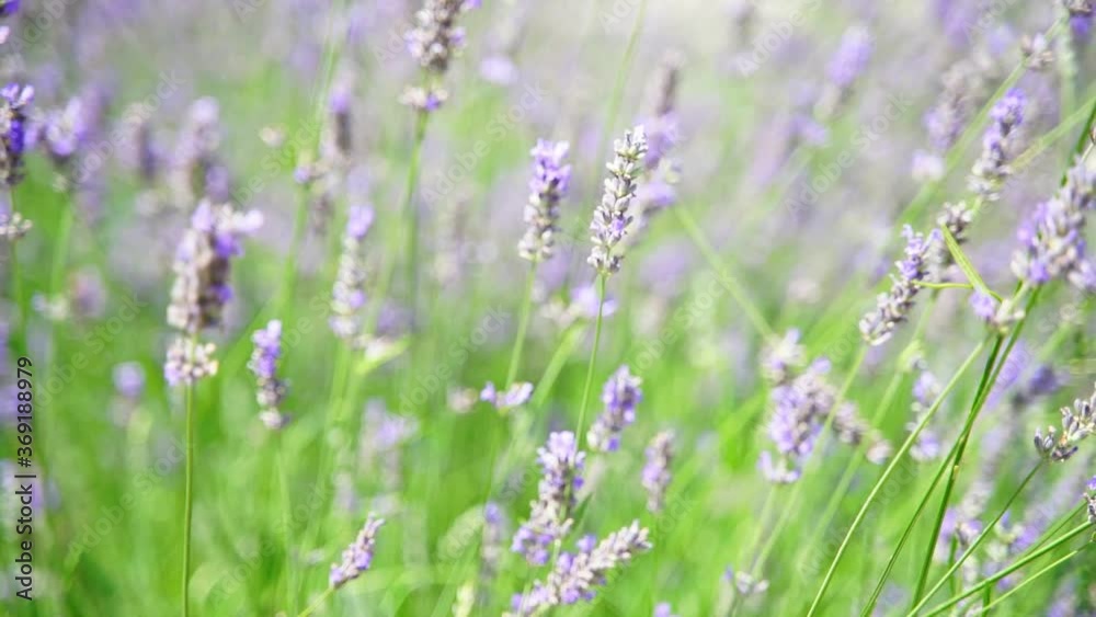 Lavender flower blooming scented fields in endless rows on sunset. Selective focus on Bushes of lavender purple aromatic flowers at lavender fields of the French Provence near Paris. Lavender flower blooming scented fields in endless rows on sunset. Selective focus on Bushes of lavender purple aromatic flowers at lavender fields of the French Provence near Paris.