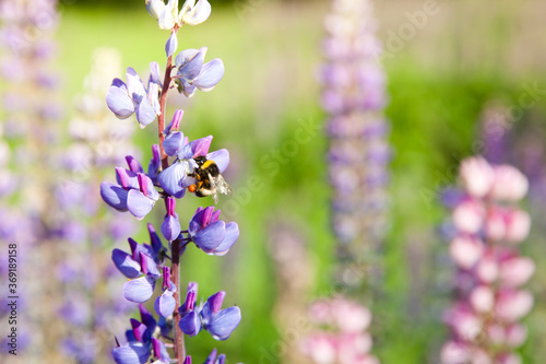 Blooming lupins in the summer. lupin and bumblebee. Landscape with wildflowers.