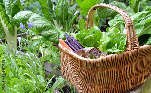 fresh vegetables in a wicker basket harvesting in garden