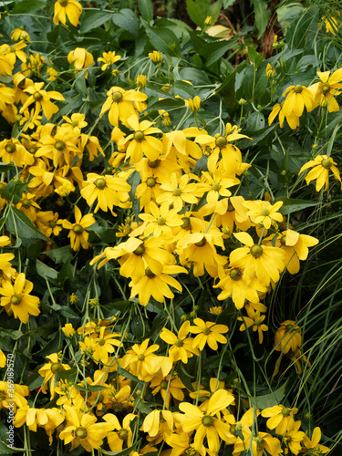 (Rudbeckia laciniata) Gelbe Blüte mit kegelförmiger, grünlicher Mitte und lanzettlich Blätter des Schlitzblättrigen Sonnenhutes
