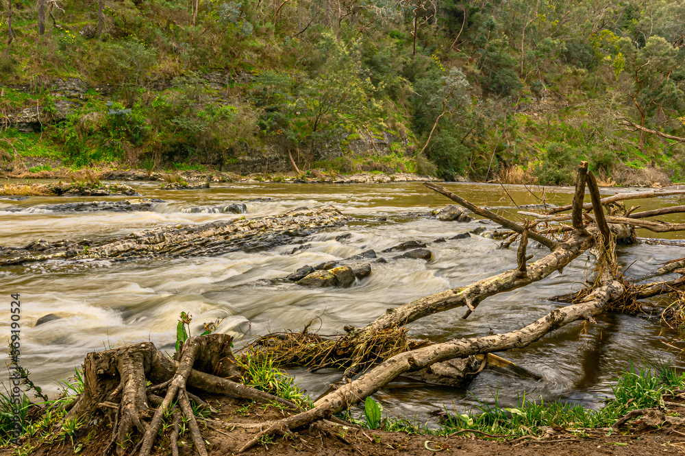 Fototapeta premium Dead Trees along River
