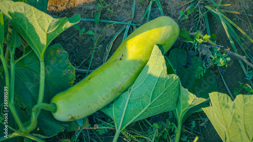 Bild auf Leinwand Organic bottle gourd growing at farm