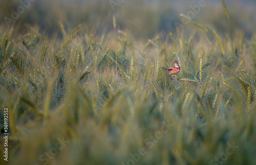 Blue throat sparrow a tropical beautiful small bird of Pakistan, sparrow in the wheat fields   photo