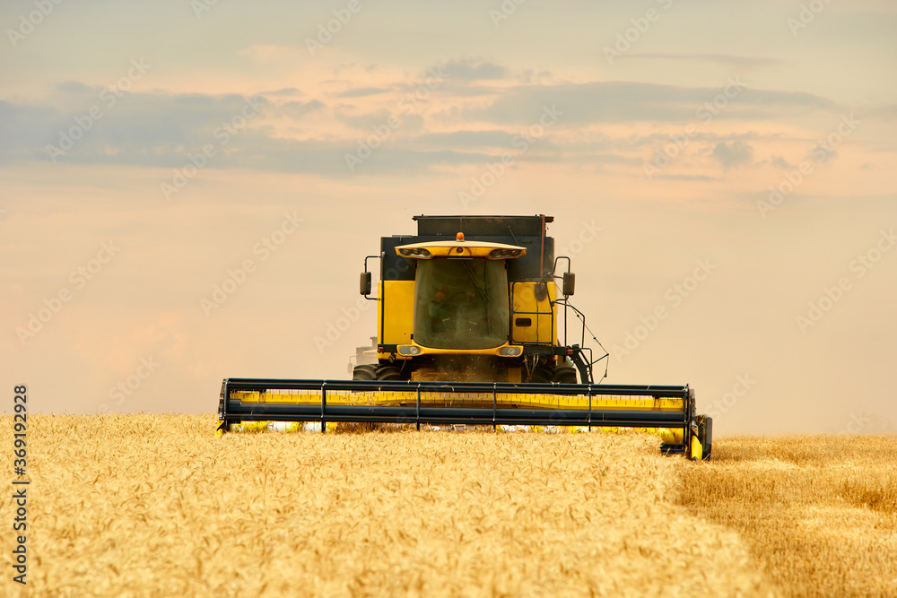 Obraz premium Combine harvester working in wheat field with cloudy moody sky. Harvesting machine driver cutting crop in a farmland. Agriculture theme, harvesting season.