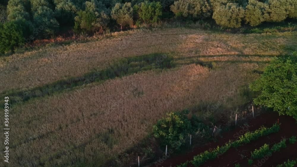 Aerial drone landscape photo from high above of fields in a clear weather summer day in the outskirts of Drama, Greece	