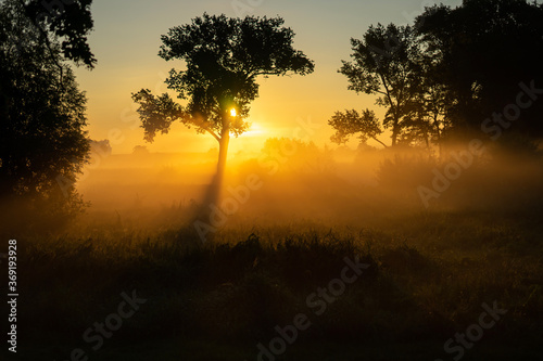 Fototapeta Naklejka Na Ścianę i Meble -  foggy field with tree silhouette