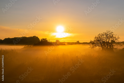 foggy field with tree silhouette